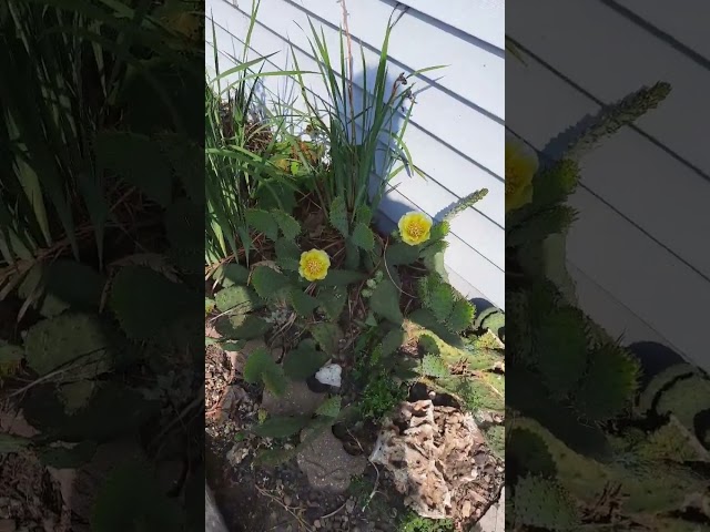 Cactus in bloom in Minnesota.