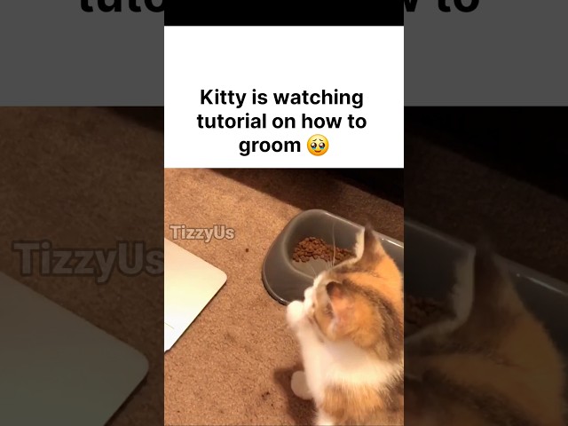 Kitten watching Tutorial