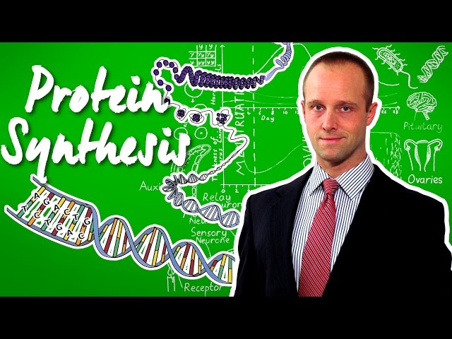 Protein Synthesis - GCSE IGCSE 9-1 Biology - Science - Succeed In your GCSE and IGCSE