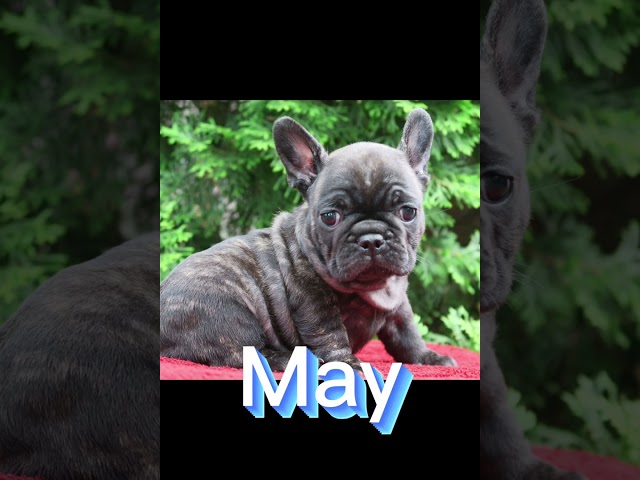 Your birthday mouth is your French bulldog coat!!