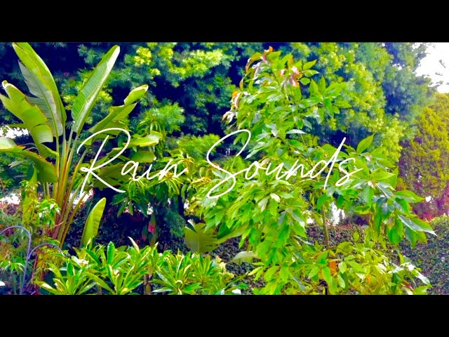 NO ADS - Gentle Rain in Tropical Garden, Nature Pure Sound for Rest Renewal - White Noise for Sleep