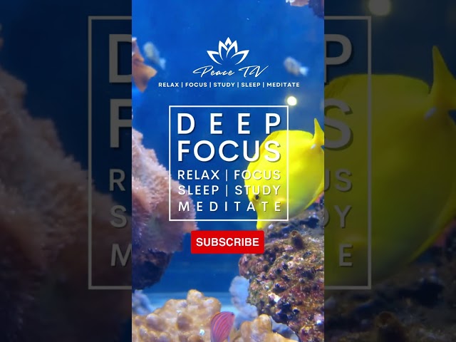 Focus Flute Meditation #flutemusic