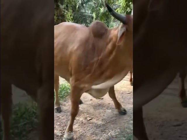 ​The Angriest Cow vs Motorcycle! 🐄💨 (Sapi Ngamuk Gara-gara Diganggu)