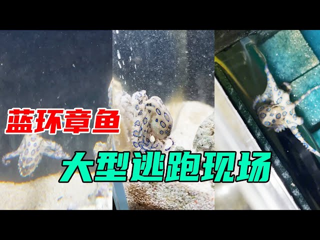 Live blue-ringed octopus escape, this is really not a script! 【Der's pushy Wang Xiaoguai】