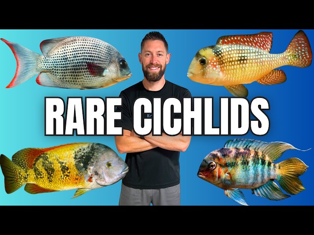 15 Rare Cichlids You Should Know… Here’s Why!