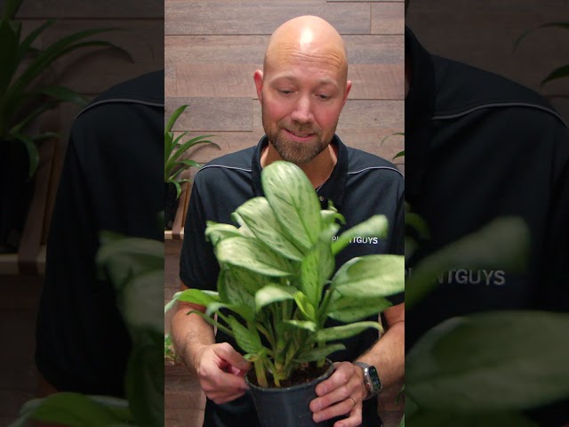 Aglaonema #plants #shorts #aglaonema