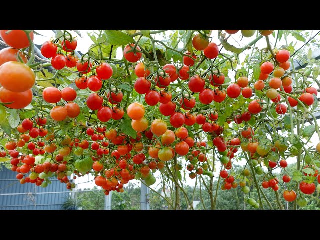 Growing Tomatoes in plastic bottles for high yields, surprisingly easy