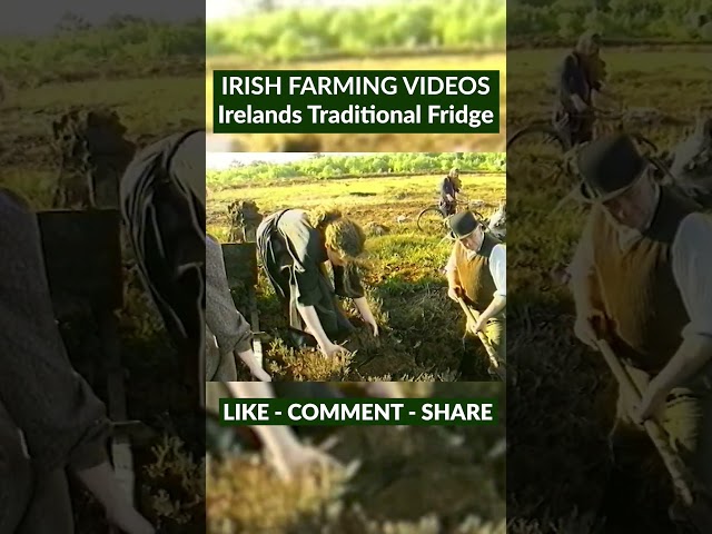 Peat bogs have been used as natural refrigerators in Ireland for generations 🥶 #ireland
