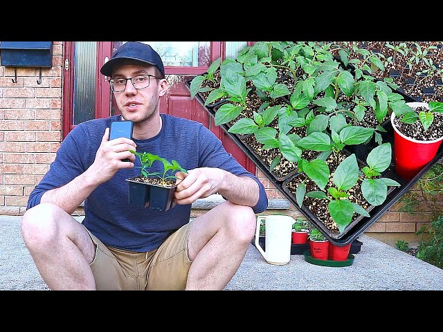 Top 10 Seedling Tips You'll Wish You Knew Earlier!