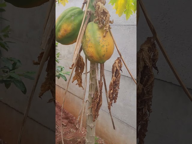 Harvesting Papaya at home