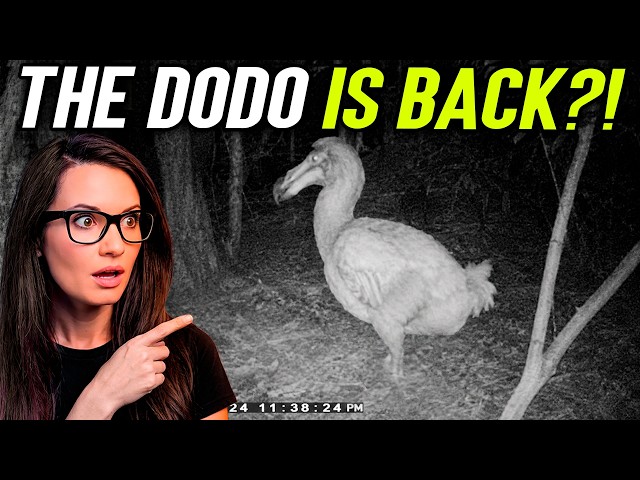 Is the Dodo Finally Coming Back From Extinction?!