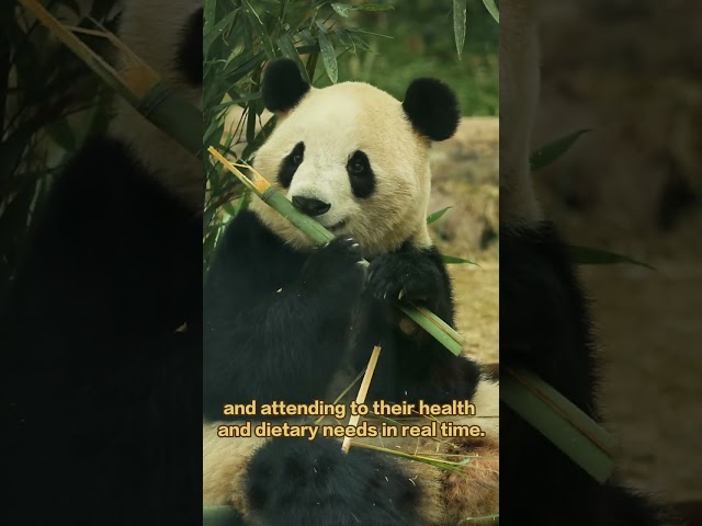 Giant Pandas Ping Ping And Fu Shuang Have Arrived In The U.S. | iPanda【Pandas’ World Travel】