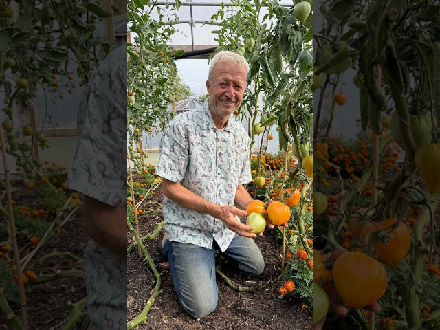 Tomato Ripening in Autumn, and Leaf Removal?