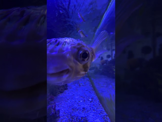 Saltwater tanks