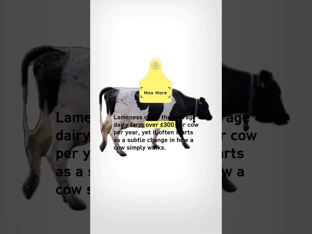 Lameness problem for cows
