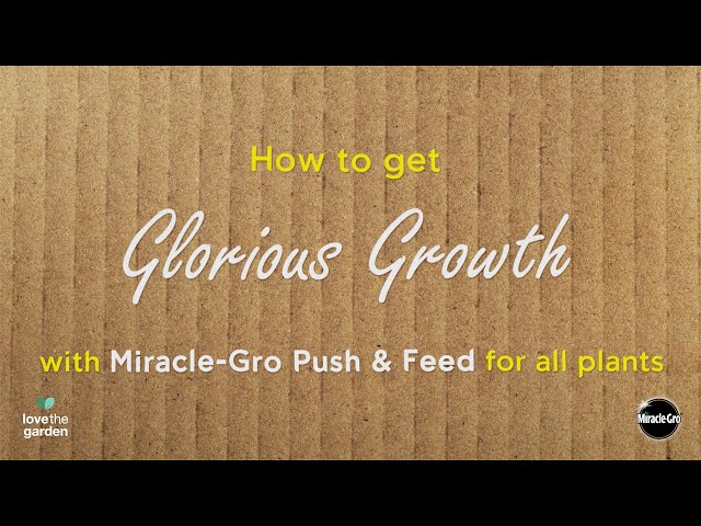 Miracle-Gro® Push & Feed All Purpose Plant Food | 6-Month Easy Feeding | Love The Garden