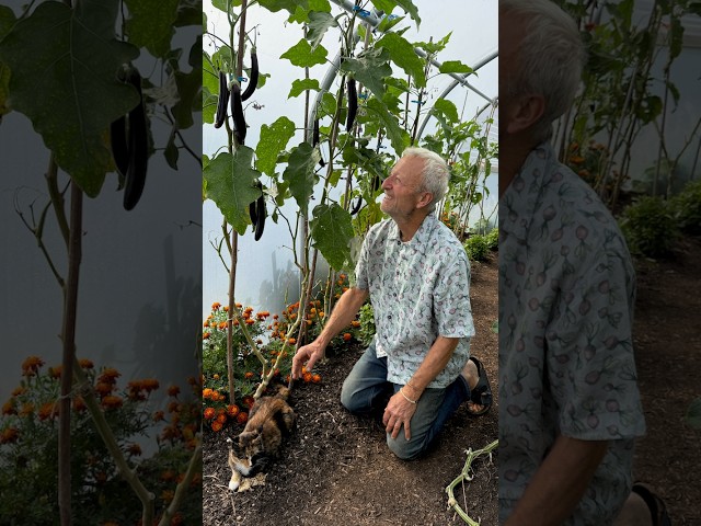 Aubergine Care | Pruning and Cropping by September