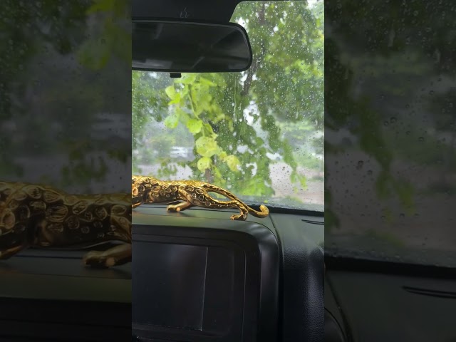 Feel the sound and relax #rain #rainsounds