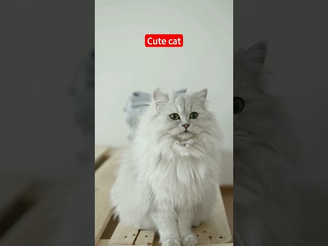 cute cat 😍❣️ #viral #shorts #cat #funny