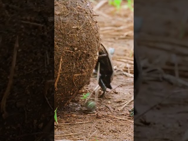 UNSEEN WILDLIFE WONDERS IN 8K VIDEO ULTRA HD HDR / #8K #NATURE #wildlife #animalfacts #8knaturefilm