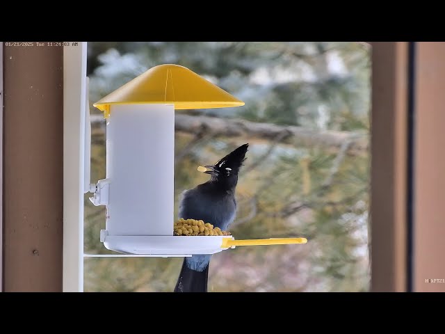 Two different Steller's Jays on bird feeder