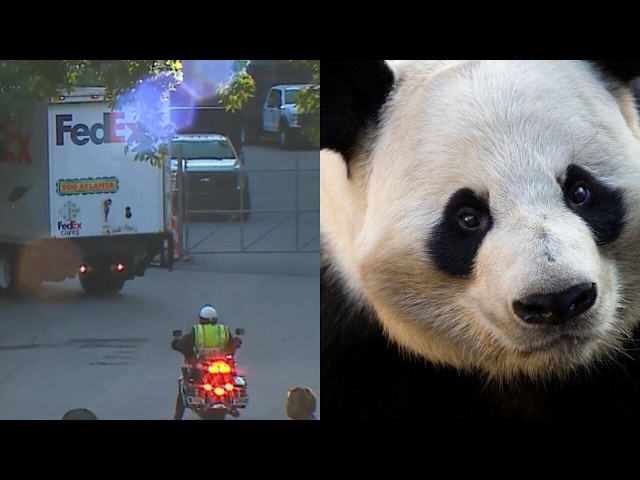 Pandas back in Atlanta