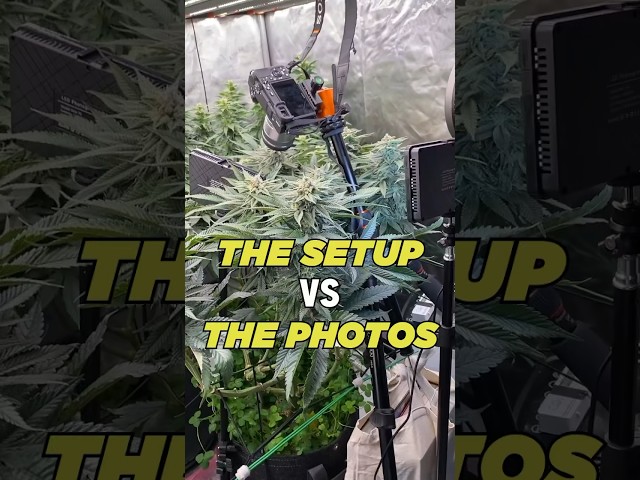 How I Take Macro Photos During Flower | Setup Vs Photos