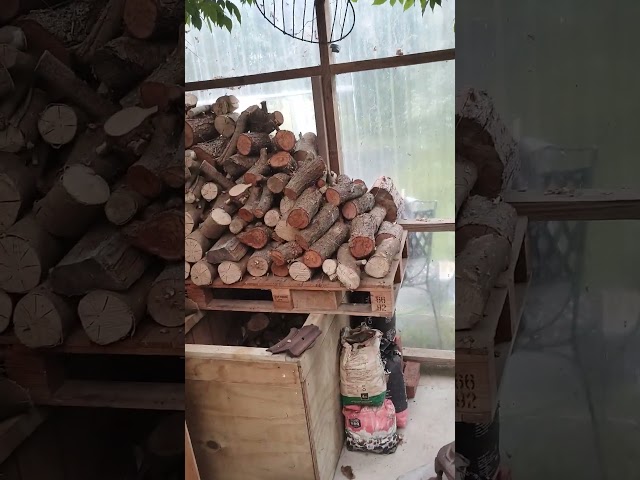 best wood to cook pizza