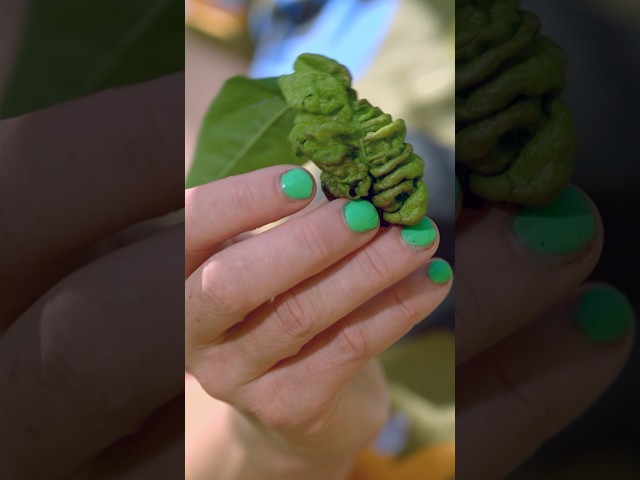Help! My fruit tree leafs are curling!!! | Gardening Australia