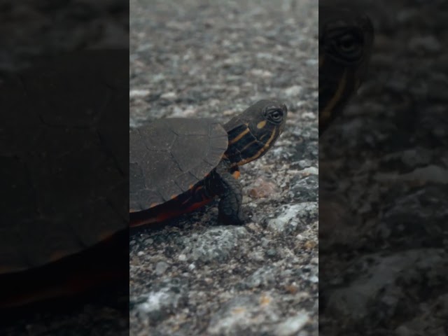 Will this tiny turtle cross the road safely? #turtle #wildlife #naturepbs #raven #animals
