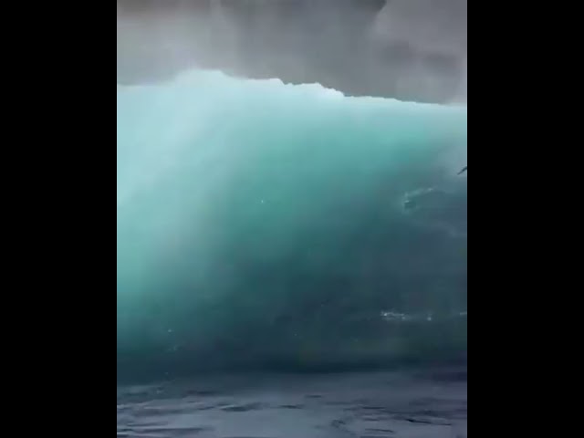 #dolphin jumping in #ocean #fun #climate