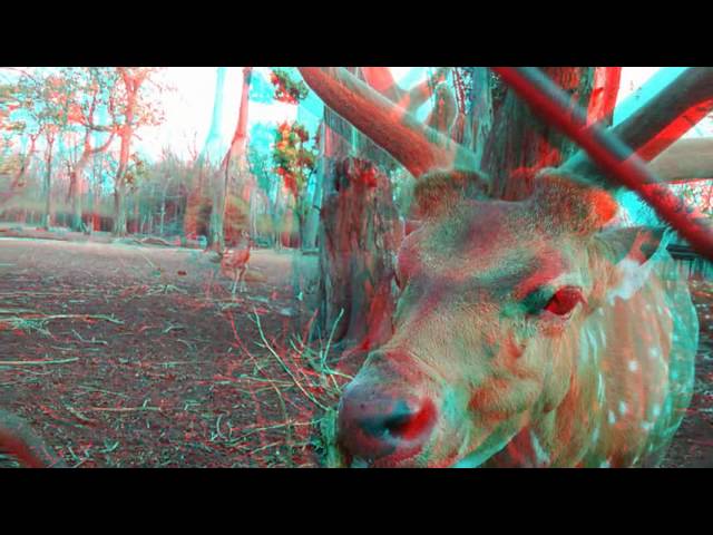 Nature & Animal 3D Movie (RED-CYAN ANAGLYPH 3D) HD VIDEO