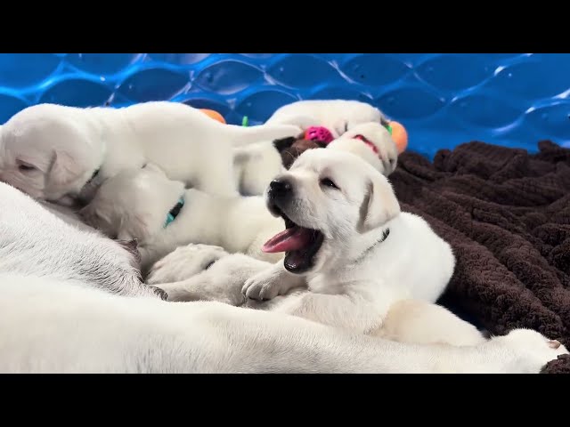 Lab Puppies QUADRUPLE in Size on Day 23 Weigh In!  Who is the BIGGEST now?