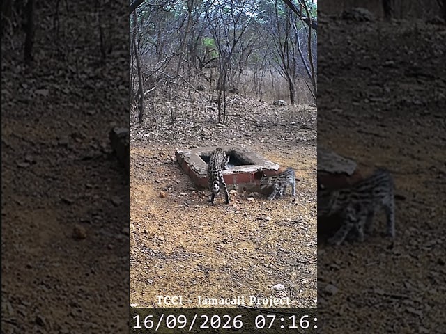 Savanna-Tiger-cat and kitten at watering hole in Brazil