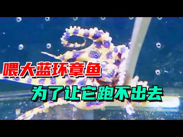 The current task is to quickly feed the blue-ringed octopus until it can't escape!