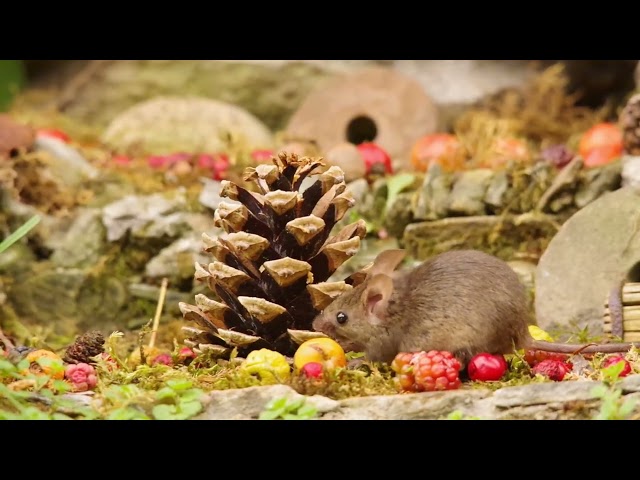 George the Mouse and the Pine cone surprise