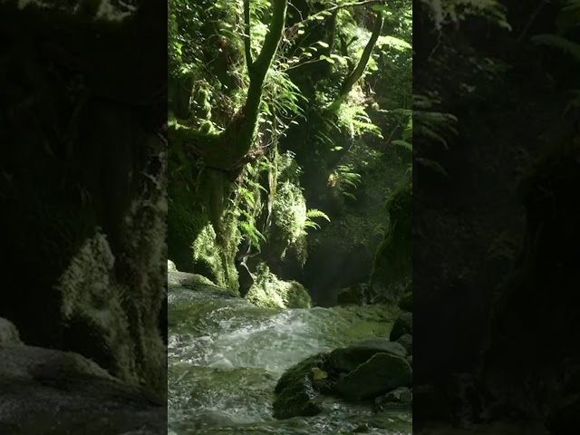 Gentle Stream Sounds: Dollar Glen, Scotland | ASMR Stress Relief & Relaxation