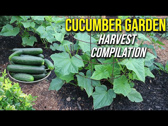 Cucumber Garden Harvest Compilation