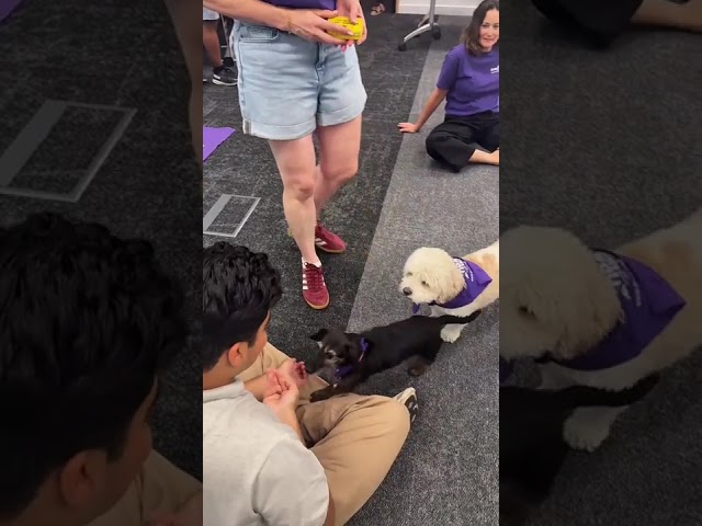 When therapy dogs came to Canary Wharf 🐶 #university #london #dogs #therapy #studentlife