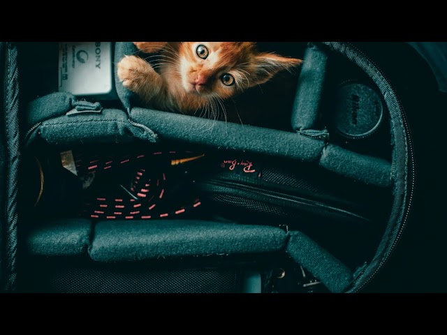 7 Cool Car Gadgets You Can Get on Amazon Now