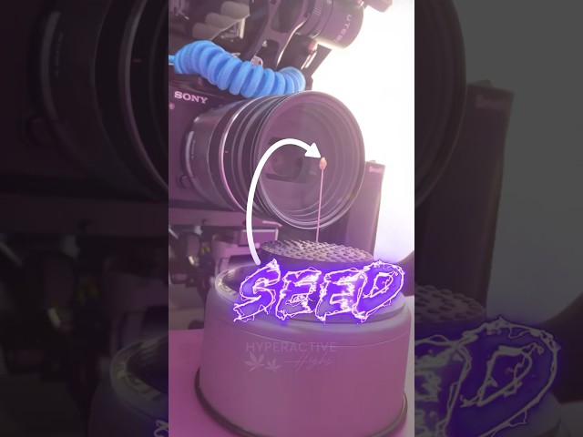 How I Made This Seed FLOAT - Seed to Harvest BTS #shorts