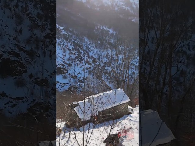 See You on the Channel | Sunday, January 11 #offgridlife #aloneinthealps #mywildlife