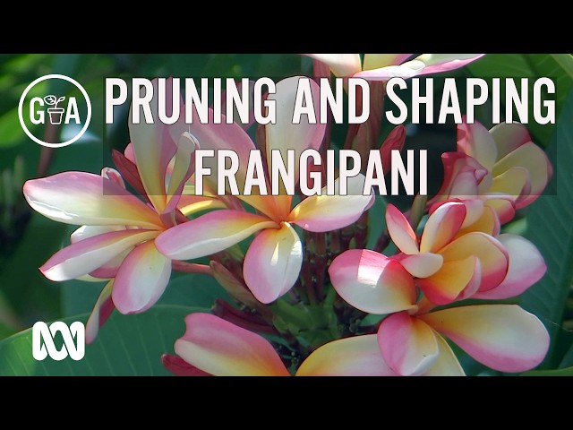 Get your frangipani ready for a spectacular summer! | Gardening Australia