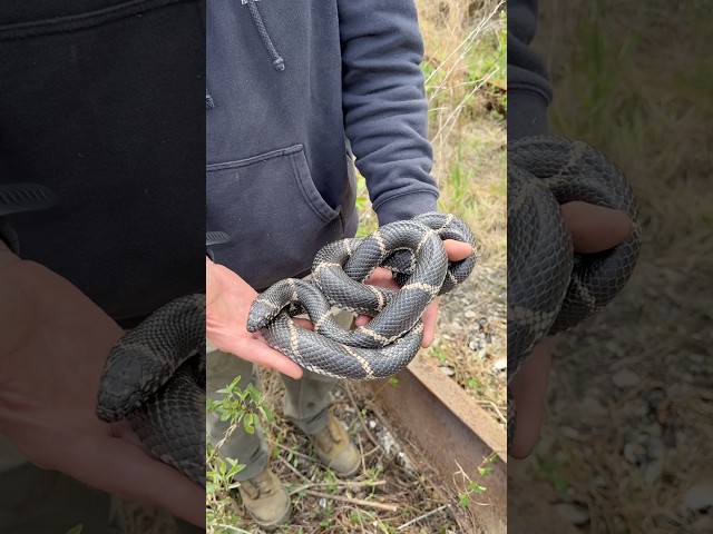 Huge Kingsnake Under Tin in South Georgia!