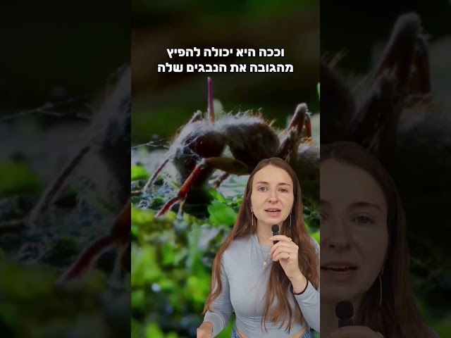 נמלים זומביות?