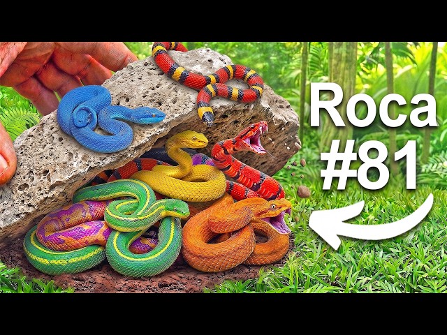 Volteé 100 Rocas en una Selva Exótica