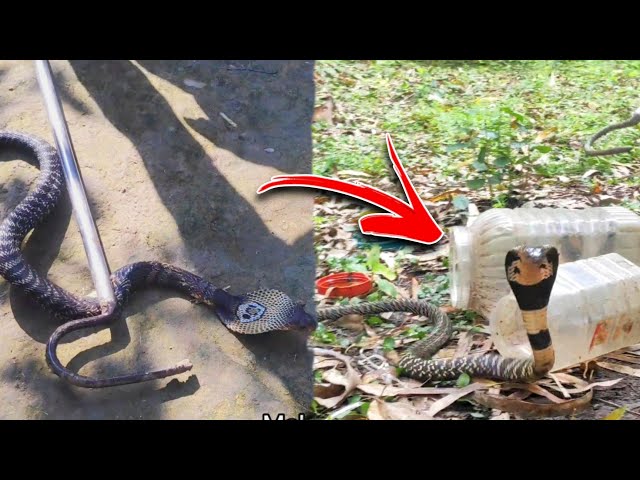 पलक झपकते ही डस लेता है यह नाग Monocled Cobra Very Angry snake Rescued