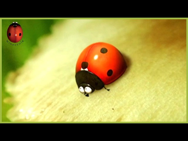 The Right Seed | Minuscule | 30' Compilation