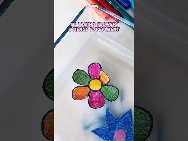 Blooming flowers in water – Fun STEM activity for kids!