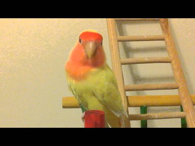 Lovely the Lovebird.